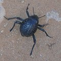 Onymacris rugatipennis? Adesmia sp. Sesriem, Namibia