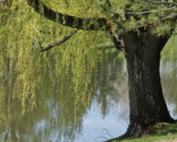 Streams surrounded by willow trees