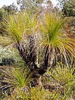 Xanthorrhoea johnsonii