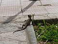 Siedleragame Agama lizard