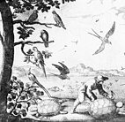 A 1667 illustration with three Guadeloupe amazons in the tree at left