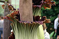 Detail of Amorphophallus titanum with three flowers, Botanic Garden Bonn, Germany, 14 May 2006