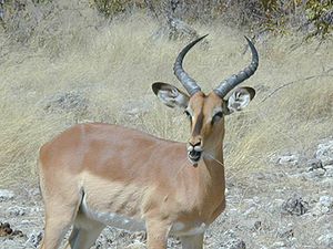 Impala, uit de onderfamilie Aepycerotinae