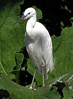 Kleine zilverreiger