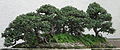 Chinese Elm