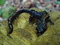 Goldstreifen-Salamander