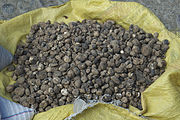 Solanum curtilobum (Rucki, Chuño) (Kartoffelart)
