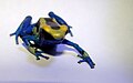 Dendrobates tinctorius