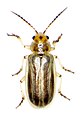 Diorhabda carinulata