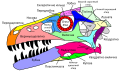 Dromaeosaurus skull in Ukrainian
