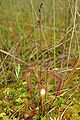 Hybride aus D. anglica x D. rotundifolia: Drosera x obovata