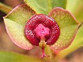 Bei Euphorbia mafingensis ahmen die hufeisenförmig verschmolzenen Nektardrüsen in Farbe und Geruch Aas nach. Unter dem Cyathium steht ein Paar grüner Hochblätter.