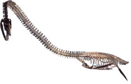 Elasmosaurus