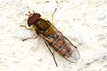 Episyrphus balteatus