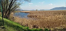 Canneto della riserva naturale di Fondotoce