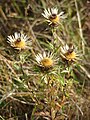 Carline thistle