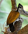 Female Greater Flameback