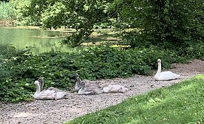 Ufer am Hundekehlesee