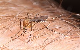 Aedes canadensis