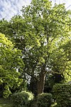 Platane (Platanus x hybrida)