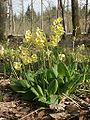 Hohe Schlüsselblume