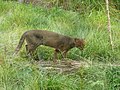 Yaguarundi, Puma yagouaroundi