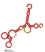 Listeria snRNA rli24: Predicted secondary structure taken from the Rfam database. Family RF01461.