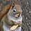 Eastern Grey Squirrel