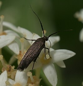 Scythris fuscicomella