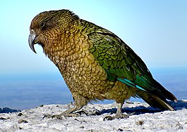 Kea (vogel)