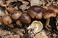 !!Tricholoma ustale!!