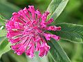 Trifolium alpestre, detail Photo by Kristian Peters