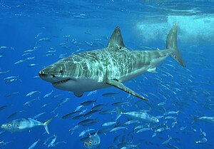 Büyük beyaz köpekbalığı