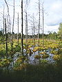 Moorlandschaft mit sterbenden Bäumen wird in Oberschwaben vor allem im Wurzacher Ried erlebbar.