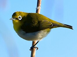 Bergbrilvogel