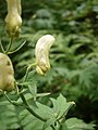 Aconitum lycoctonum subsp. vulparia close-up