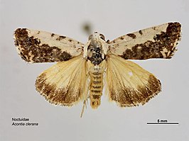 Acontia clerana