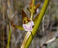 Acrolophia lamellata