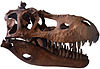 Albertosaurus skull cast.