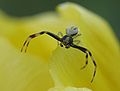 Araña en Ordes