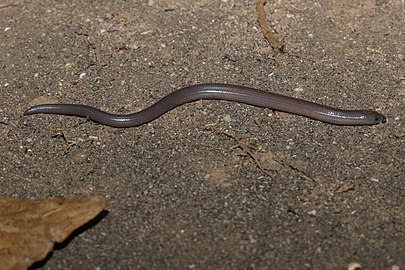 Brachymeles miriamae (Q1830787)