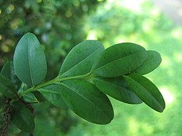 Örökzöld puszpáng (Buxus sempervirens)