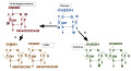 The chemical configurations of the different monosaccharides (glucose and N-Acetylglucosamine) and polysaccharides (chitin and cellulose) done in haworth projection along with their relations between each other.