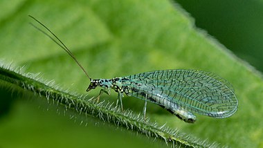 Chrysopa perla