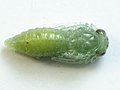 Pupa, dorsal görünüm