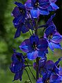 Delphinium elatum