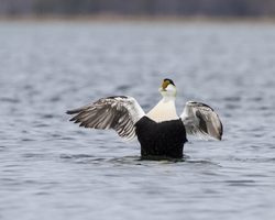 Rafts of Common Eiders are not uncommon in winter.