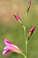 Gladiolus italicus-24