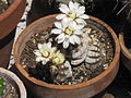 Gymnocalycium ragoneseii