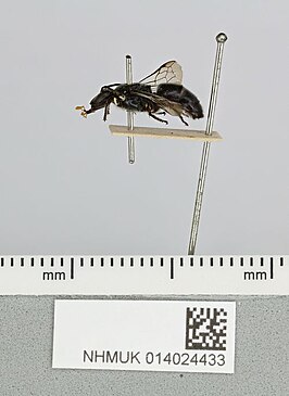 Hylaeus lactiferus